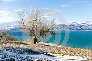 Charvak reservoir in winter in Uzbekistan and a lone tree. Beautiful winter landscape. The Tien Shan mountain system in Central