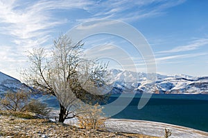 Charvak reservoir in winter in Uzbekistan and a lone tree. Beautiful winter landscape. The Tien Shan mountain system in Central