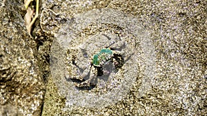 Charybdis feriata ( Rajungan karang, Crucifix Crab, Crucifix Swimming-crab)