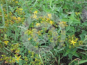 Chase Devil - Klamath Weed - Hypericum perforatum in Frankfurt, Main, Germany photo