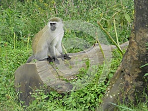Chase monkey