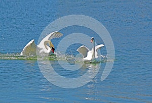 A chase on the water. A large and varied number of birds make lake Morton a home.