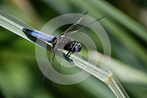 Chaser Dragonfly On Grass At Water\'s edge