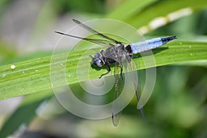 Chaser Dragonfly In reeds At Water\'s Edge (1)