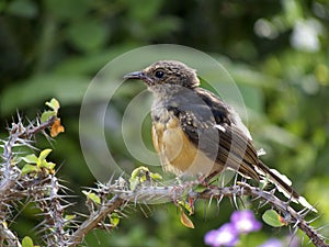 Chasiempis sandwichensis ibidis