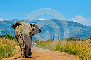 Chasing an Africal musth elephant in Pilanesberg national park