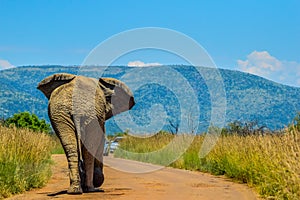 Chasing an Africal musth elephant in Pilanesberg national park photo