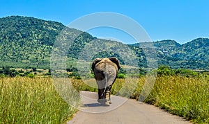 Chasing an African musth elephant in Pilanesberg national park photo