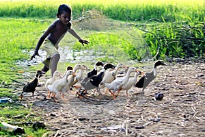 Chasing the duckling. Boundless joy of childhood. Joyful childhood.