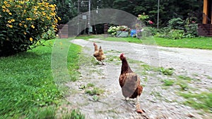 Chasing hens