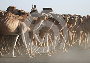 Chasing herd of camels