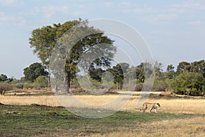 Lioness walking across photo