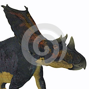 Chasmosaurus Dinosaur Head