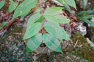 Chassalia curviflora Wall. Thwaites leaves.