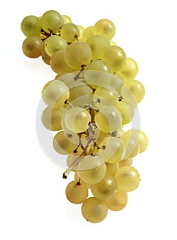 Chasselas White Grape, vitis vinifera, Fruit against White Background