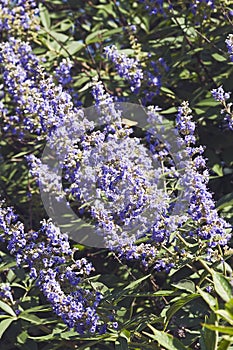 Chaste tree in blossom