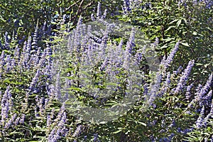 Chaste tree in blossom