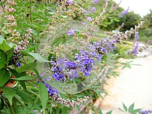 Chaste tree Vitex agnus-castus. Called Vitex, Chasteberry, Abraham`s balm, Lilac Chastetree and Monk`s pepper also.