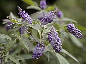 Chaste Tree (Vitex agnus-castus)