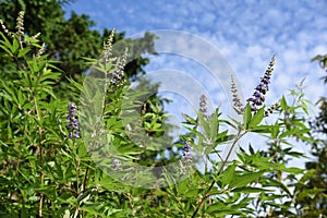 Chaste tree Vitex agunus -castus