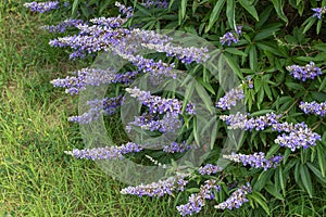 Chaste tree or vitex flowering plant with lavender flowers spikes