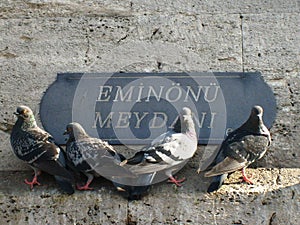 chat birds in Istanbul Eminonu, sirkeci Square, the group has made four pigeons