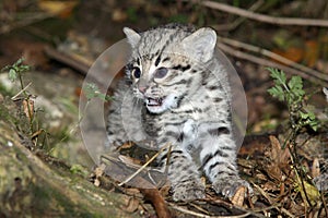 CHAT DE GEOFFROY oncifelis geoffroyi