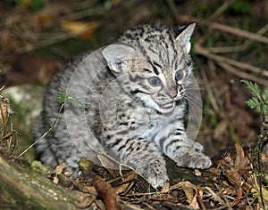 CHAT DE GEOFFROY oncifelis geoffroyi