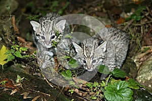 CHAT DE GEOFFROY oncifelis geoffroyi