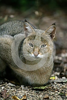 CHAT DES MARAIS felis chaus