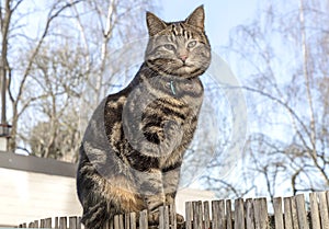 Chat domestique europÃÂ©en tigrÃÂ© photo