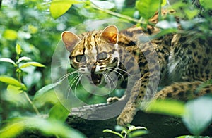 CHAT DU BENGALE prionailurus bengalensis