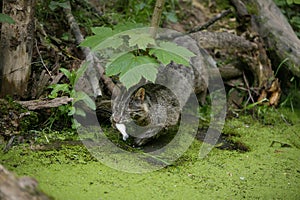 CHAT DU BENGALE prionailurus bengalensis