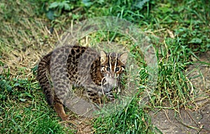 CHAT DU BENGALE prionailurus bengalensis