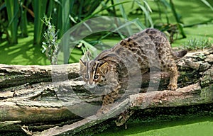 CHAT DU BENGALE prionailurus bengalensis