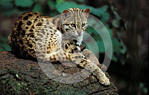 CHAT DU BENGALE prionailurus bengalensis photo