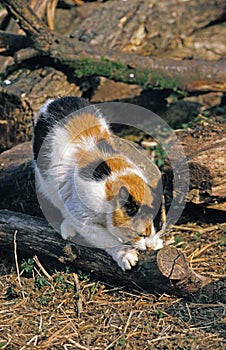 CHAT FAISANT SES GRIFFES