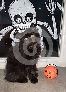 Chat halloween citrouille cat black