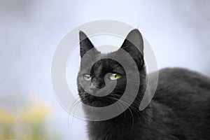 Outdoor black cat photo