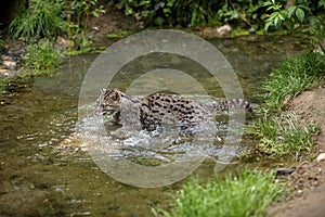 CHAT PECHEUR prionailurus viverrinus