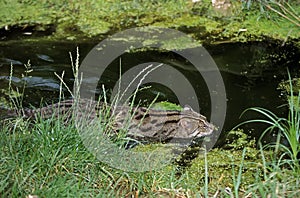 CHAT PECHEUR prionailurus viverrinus