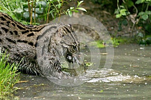 CHAT PECHEUR prionailurus viverrinus