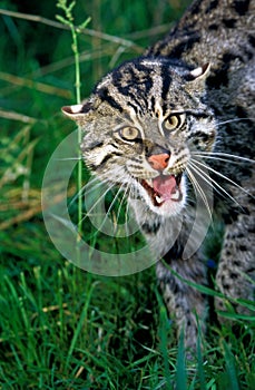 CHAT PECHEUR prionailurus viverrinus