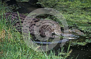 CHAT PECHEUR prionailurus viverrinus