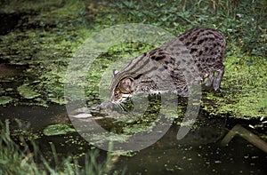 CHAT PECHEUR prionailurus viverrinus