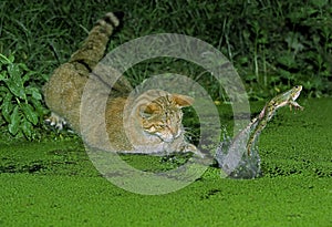 CHAT SAUVAGE D`EUROPE felis silvestris