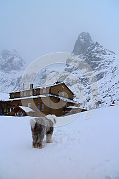 Chata pri Zelenom plese BrnÃÂÃÂ¡lka hut and Old English Sheepdog in Zelene pleso valley in High Tatras