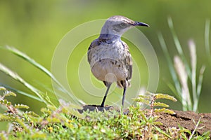 Chatam Mockingbird 834127