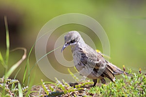 Chatam Mockingbird 834128