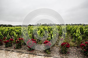 Chateau Clos d'estournel vineyard,saint Estephe, right bank,Bordeaux, France